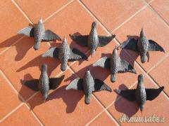 Stampe storni ali aperte (8 pezzi)
