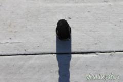 Sganci per baionette