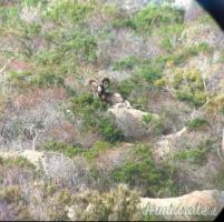 Muflone,daino,cervo animali da trofeo