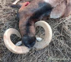 Muflone,daino,cervo animali da trofeo