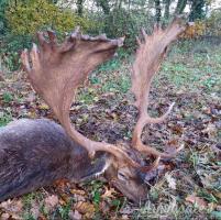 Muflone,daino,cervo animali da trofeo