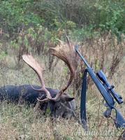 Muflone,daino,cervo animali da trofeo