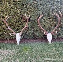 Muflone,daino,cervo animali da trofeo