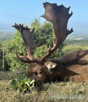 Muflone,daino,cervo animali da trofeo