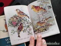 Rari stampe bellissime