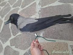 Cornacchia vedetta con supporto  per pianta più imbuto.