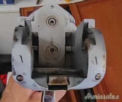 Saga pulcher Trap  12