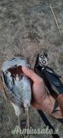 Benelli 828U Black  12