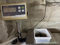 Materiale di ricarica per .32 WAD CUTTER