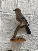 vari trofei in tassidermia