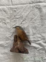 vari trofei in tassidermia