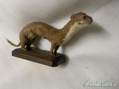 vari trofei in tassidermia