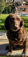 Regalo Spaniel tedesco femmina di 6 anni Regalo Spaniel tedesco femmina di 6 anni