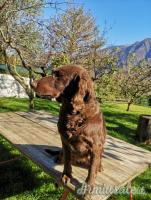 Regalo Spaniel tedesco femmina di 6 anni