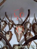 VENDO TROFEI CAPRIOLO, CORNA CADUCHE DAINO, MUFLONI.