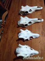 VENDO TROFEI CAPRIOLO, CORNA CADUCHE DAINO, MUFLONI.