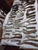 VENDO TROFEI CAPRIOLO, CORNA CADUCHE DAINO, MUFLONI.