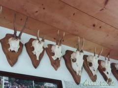 VENDO TROFEI CAPRIOLO, CORNA CADUCHE DAINO, MUFLONI.