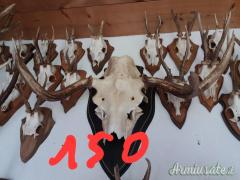 VENDO TROFEI CAPRIOLO, CORNA CADUCHE DAINO, MUFLONI.