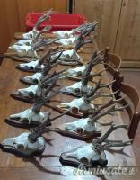 VENDO TROFEI CAPRIOLO, CORNA CADUCHE DAINO, MUFLONI.