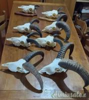 VENDO TROFEI CAPRIOLO, CORNA CADUCHE DAINO, MUFLONI.