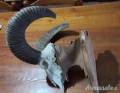 Scudetti porta trofeo in lego.