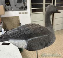 Stampi oche selvatiche