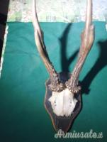 trofeo capriolo anni 90 Svezia