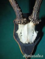 trofeo capriolo anni 90 Svezia