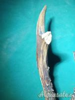 trofeo capriolo anni 90 Svezia