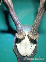 trofeo capriolo anni 90 Svezia