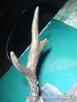 trofeo capriolo anni 90 Svezia