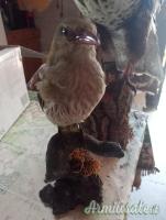 2 trofei anni 90 poiana e rigogolo