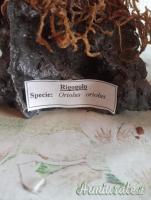 2 trofei anni 90 poiana e rigogolo