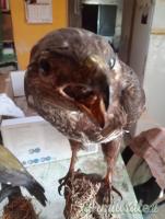 2 trofei anni 90 poiana e rigogolo