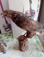 2 trofei anni 90 poiana e rigogolo