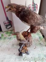 2 trofei anni 90 poiana e rigogolo