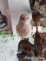 2 trofei anni 90 poiana e rigogolo