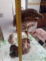 2 trofei anni 90 poiana e rigogolo