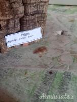 2 trofei anni 90 poiana e rigogolo