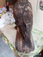 2 trofei anni 90 poiana e rigogolo