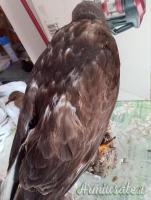 2 trofei anni 90 poiana e rigogolo