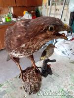 2 trofei anni 90 poiana e rigogolo