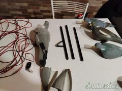 Colombaccio ali ruotanti