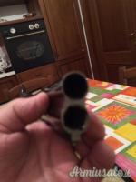 FAIR LEISURE XLIGTH 20