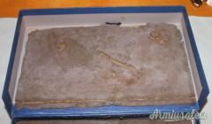 N°3 Scatole per Sig 210