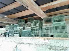 gabbie beretti omologate