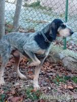 Vendo cane da cinghiale