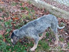 Vendo cane da cinghiale