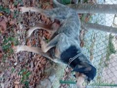 Vendo cane da cinghiale